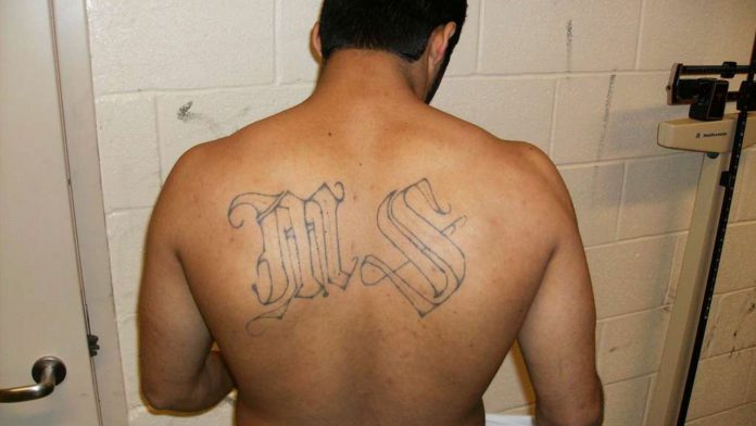 MS-13 member